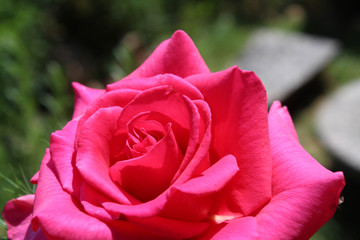 Pink rose flower, macro photography, my organic garden