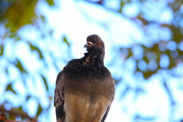 pigeon