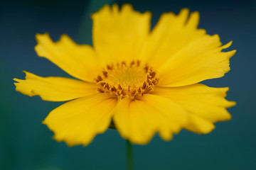 One flower of Coreopsis