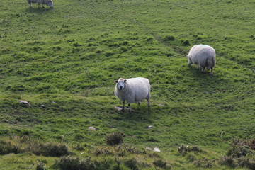 Fototapeta premium flock of sheep in field