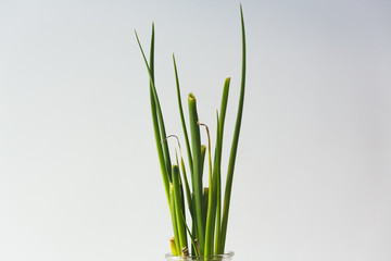 Green spring onion leaves in detail with white background