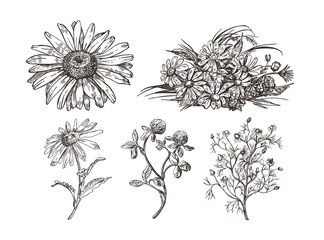 A set of images of wildflowers. Chamomile and clover. Sketch graphics.