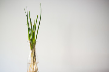Green spring onion vase against white background