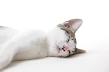 眠る子猫のアップ