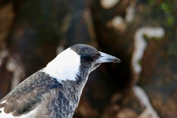 Australian Magpie