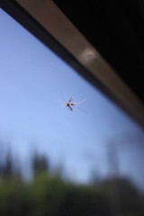 A mosquito on the glass.
