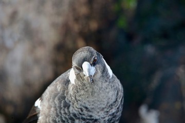 Australian Magpie
