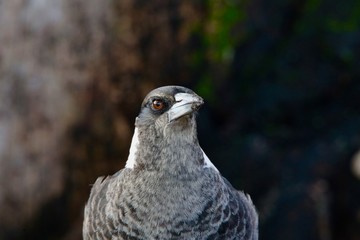 Australian Magpie