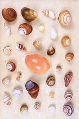 Shells collection : set of various mollusk shells on wood tray background.