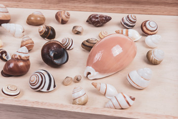 Shells collection : set of various mollusk shells on wood tray background.