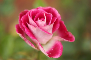 Scented pink rose in the garden