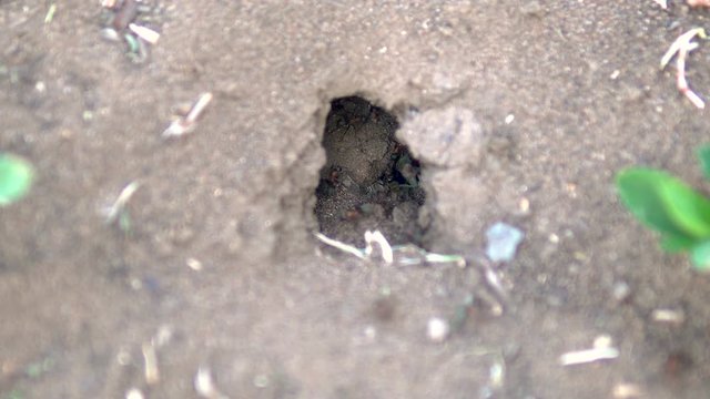 Ant mink in the ground. Ants built a house in the ground