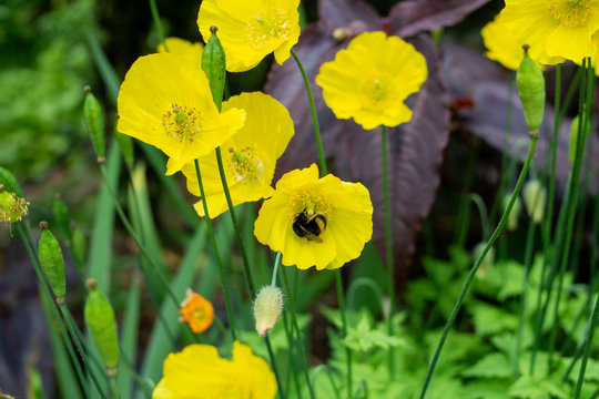 A bumble bee collecting nectar from a yellow Welsh Poppy (Meconopsis cambrica) flower,
