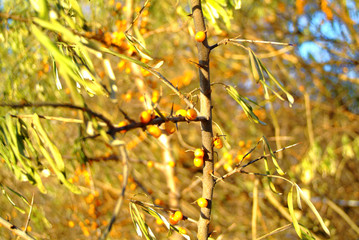 sea buckthorn bushes and berries in winter , South port