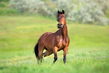 Bay horse in motion on on green grass