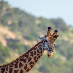 Giraffe in Kruger National park, South Africa