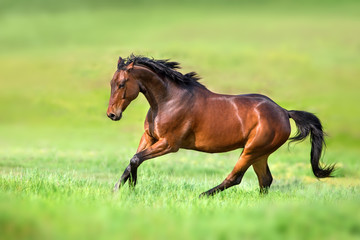 Bay horse in motion on on green grass