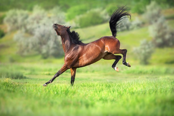 Bay horse in motion on on green grass - obrazy, fototapety, plakaty