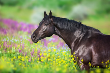 Black horse in flowers field close up portrait