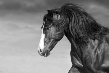 Bay horse portrait with long mane in motion. Black and white