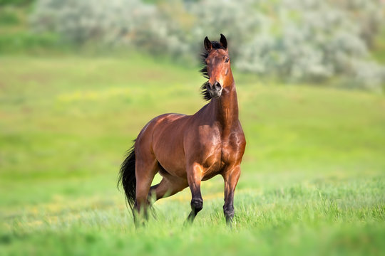 Bay horse in motion on on green grass