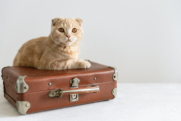 Holiday, travel with animals, pets hotel concept. Cat on the ready vacation suitcase. Copy space