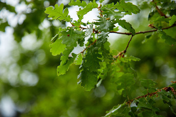Fototapeta na wymiar oak tree in the Montenegro