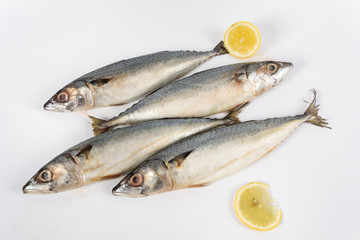 Spanish Mackerel on white background