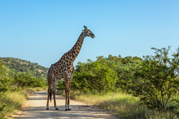 Giraffe in Kruger National park, South Africa