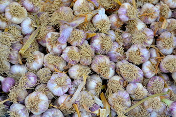 Garlic in the market