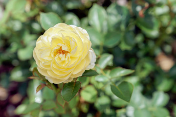 黄色のばら