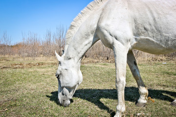 Naklejka na ściany i meble An old white horse grazes in a meadow in early spring.