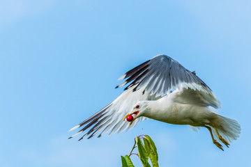 a seagull steals cherries from a tree