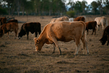 Group of bulls and cows.