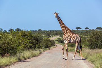 Giraffe in Kruger National park, South Africa © PACO COMO