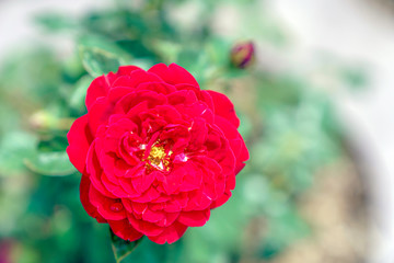 赤色のばら