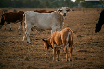 Obraz na płótnie Canvas Group of bulls and cows.