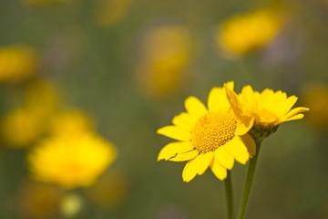 Two adjoining yellow daisy flowers in full bloom under the sun.