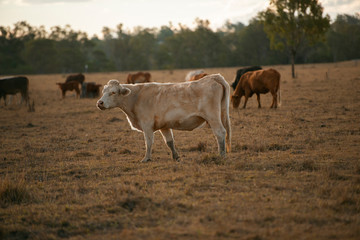 Group of bulls and cows.