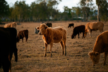Group of bulls and cows.