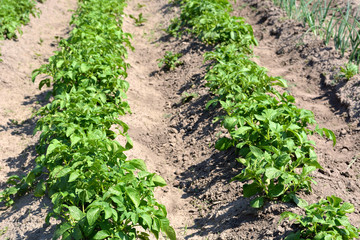 Fototapeta na wymiar Garden beds with young growing potatoes. Growing vegetables