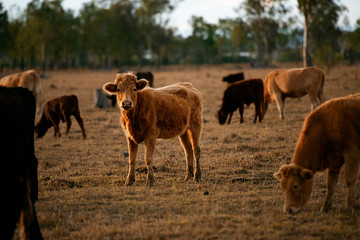 Group of bulls and cows.