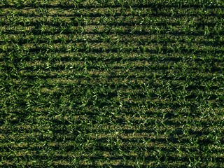 Aerial view of green corn field with row lines, top view from above