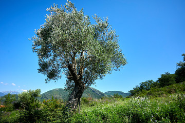 Obraz premium nice park in the Montenegro