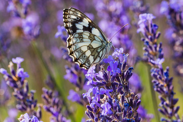 campi di lavanda