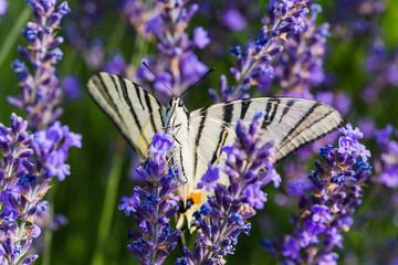 campi di lavanda