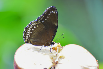 Black butterfly sucking sweet on the half apple in park