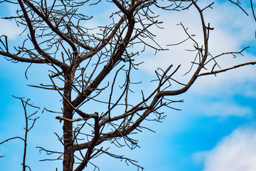 Blur image of dried stem on blue sky