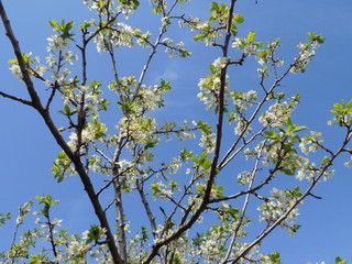 It's spring. Lush blooms spring garden. Clear sunny day. Bright blue sky. Luxuriously blooming fruit trees. Cherry blossoms. Armfuls of white flowers on the branches.