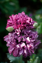 gefüllter Mohn pink